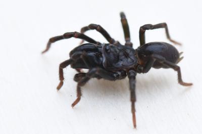Atypus piceus