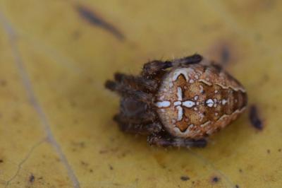 Araneus diadematus