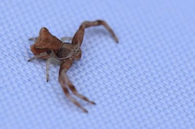 Pistius truncatus