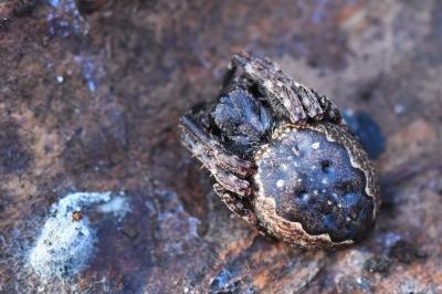 Nuctenea umbratica