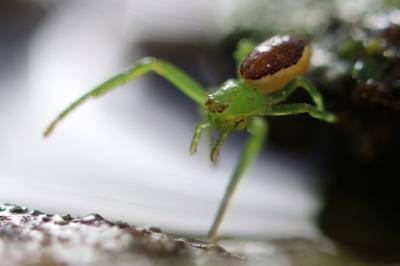 Diaea dorsata