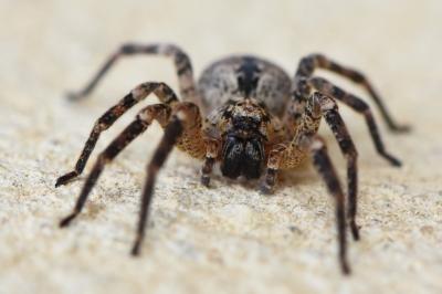 Zoropsis spinimana