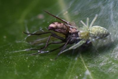 Nigma walckenaeri