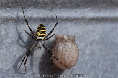 Argiope bruennichi