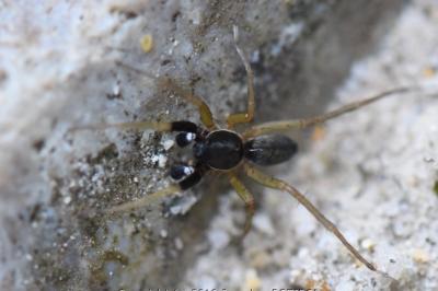 Aulonia albimana