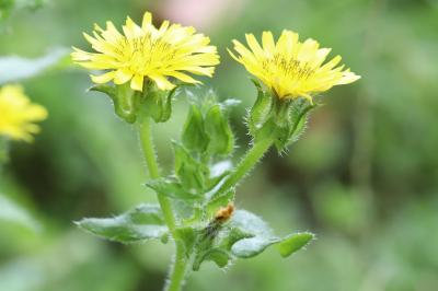 Helminthotheca echioides