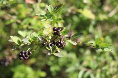 Ligustrum vulgare