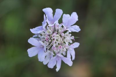 Scabiosa columbaria