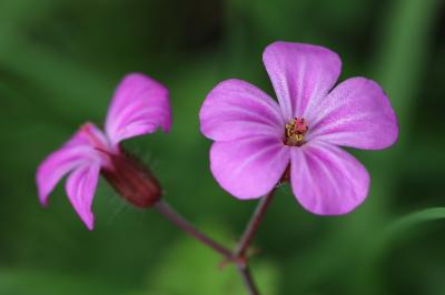 Geranium robertianum