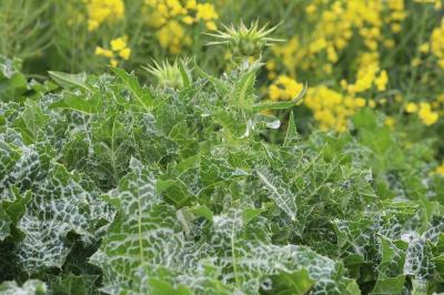Silybum marianum