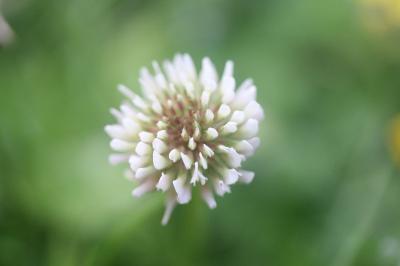 Trifolium repens