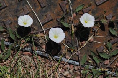 Convolvulus arvensis