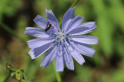 Cichorium intybus