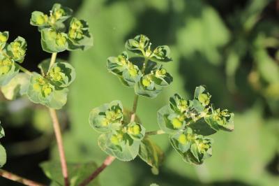 Euphorbia helioscopia
