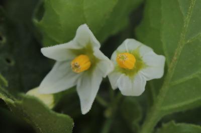 Solanum nigrum