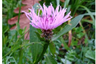 Centaurea jacea