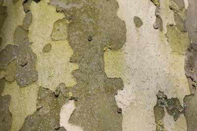 Platanus x hispanica