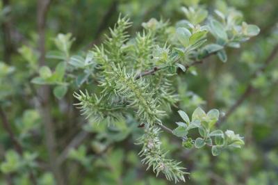 Salix cinerea
