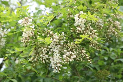 Robinia pseudoacacia
