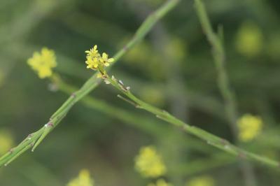 Sisymbrium officinale