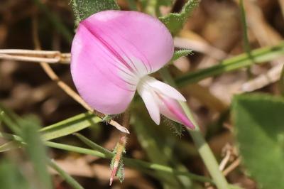 Ononis spinosa