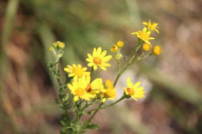 Jacobaea vulgaris