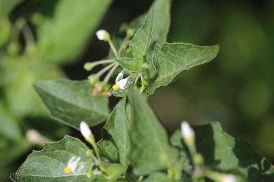 Solanum nigrum