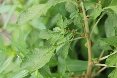 Amaranthus blitum