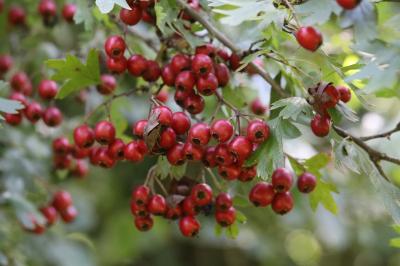 Crataegus monogyna