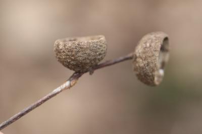 Quercus robur
