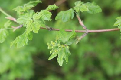 Acer campestre