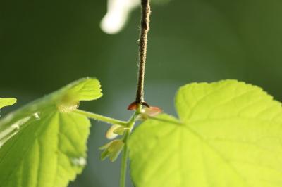 Tilia platyphyllos