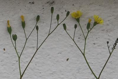 Lapsana communis