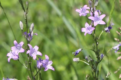 Campanula rapunculus