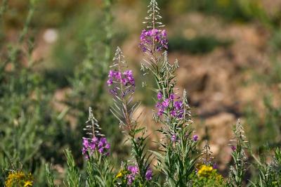 Chamaenerion angustifolium