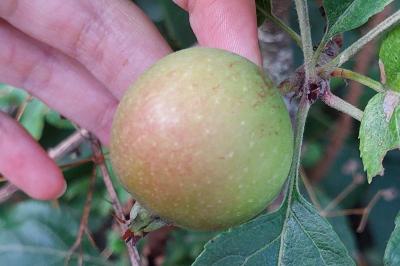 Malus sylvestris