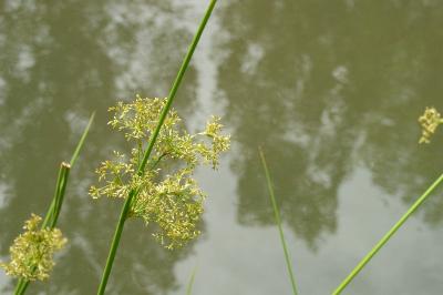 Juncus effusus