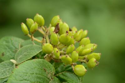 Viburnum lantana