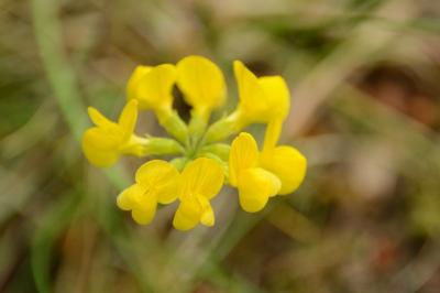 Hippocrepis à toupet