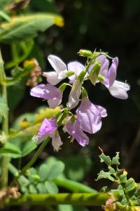 Lilas d'Espagne