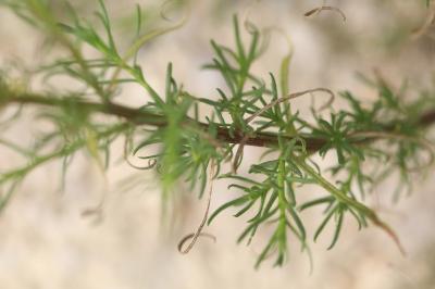 Senecio inaequidens