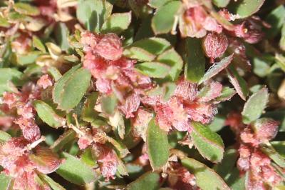 Euphorbe maculée