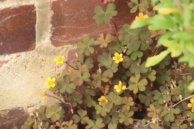 Oxalis corniculé