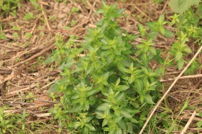 Mercuriale annuelle