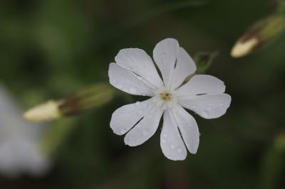Compagnon blanc