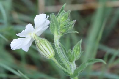 Compagnon blanc