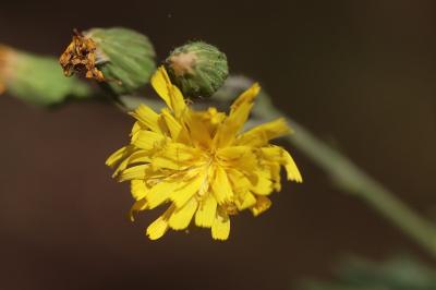 Épervière lisse