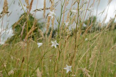 Campanule raiponce