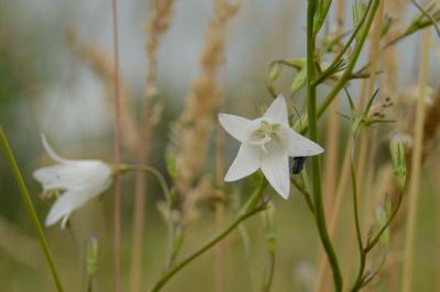 Campanule raiponce