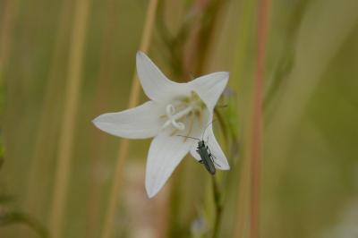 Campanule raiponce